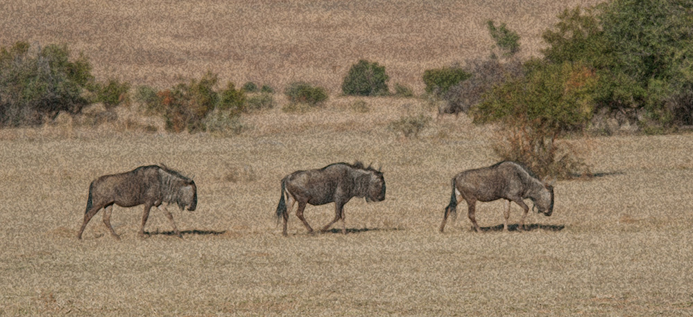 Pilanesberg National Park Wildebeest Trio